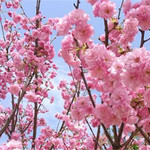 岳阳樱花园