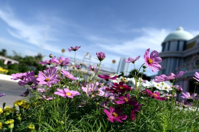 芭堤雅:走进《流星花园》拍摄地富贵黄金屋