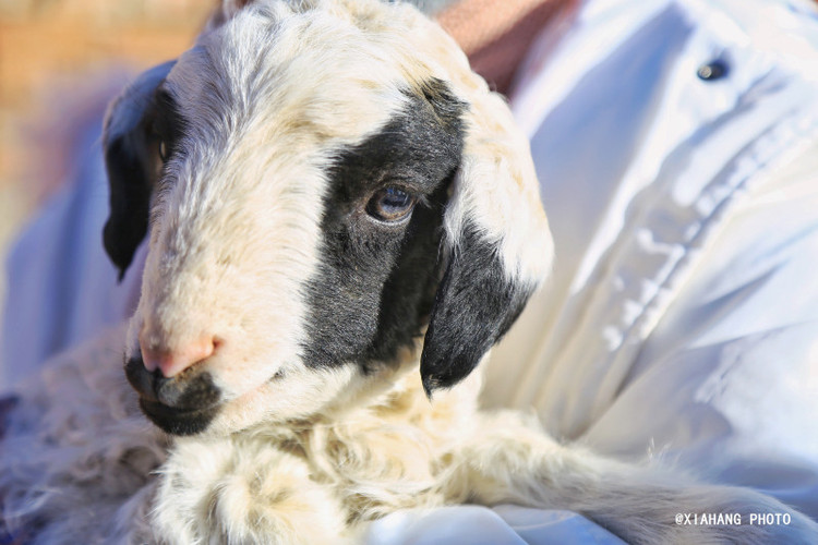 花样年华,寻找内蒙古非遗文化之旅  牧民家为了让我们真正接近小羊