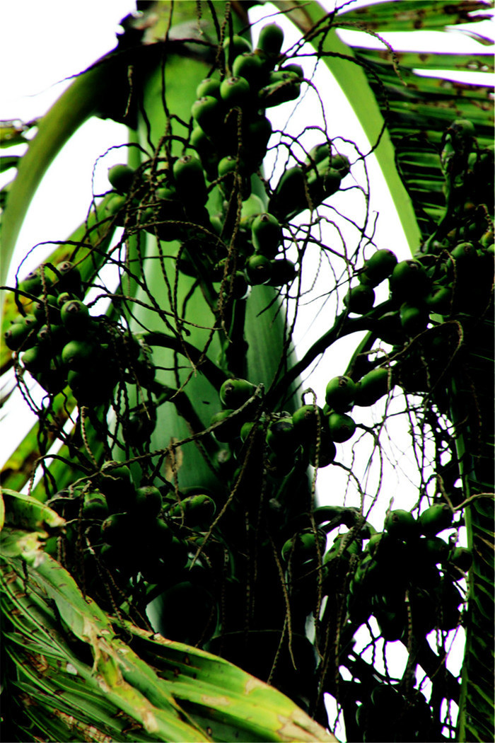 百度了一下,槟榔具有驱虫,消积,下气,行水,截疟等药效. 埔里小镇