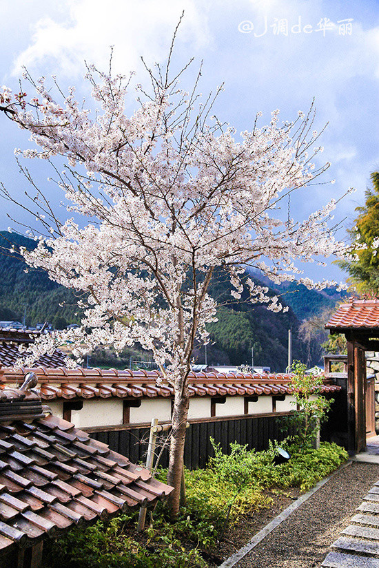 路边一个餐厅的庭院都能有这么美的樱花. 冈山真庭