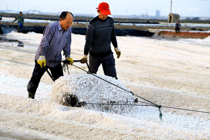 又是淮盐丰收时