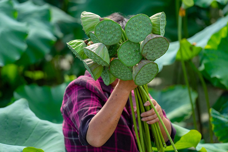 十里荷莲子休闲采摘基地