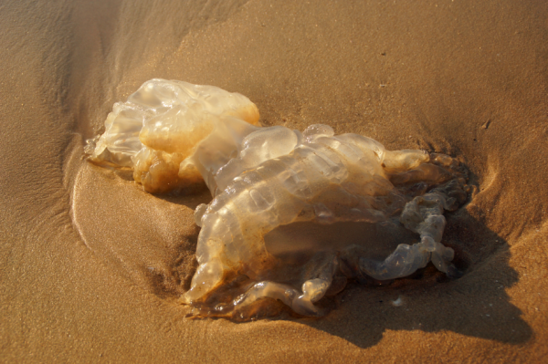 在南越的城镇与沙滩游荡(带着老妈去环球系列2)
