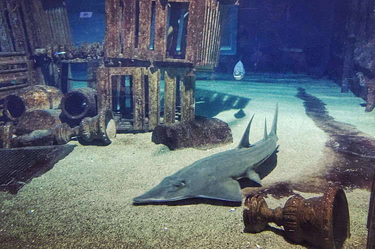 餐桌旁边就是超大的鲨鱼馆,里面有很多只大小不等的鲨鱼.