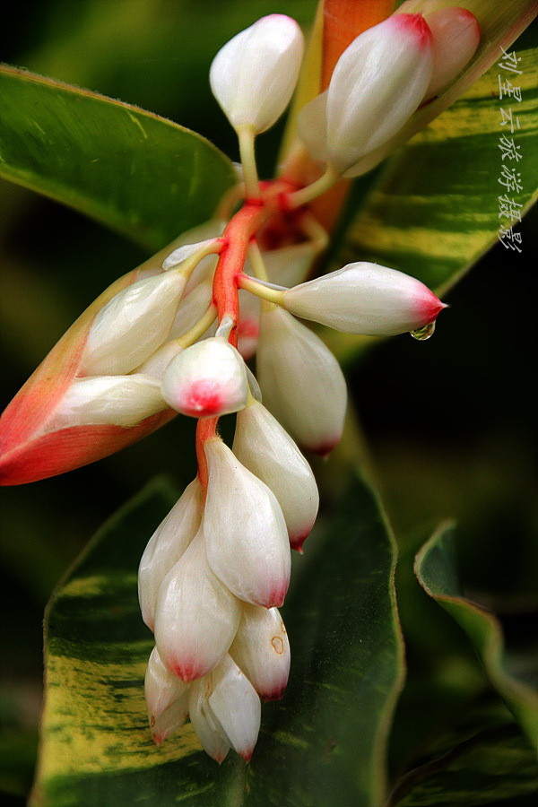 娇羞优雅婀娜海南艳山姜花特摄
