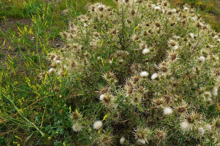 马刺蓟,没毒,但多刺.花草也不容易呢!想方设法保护自己,不被吃掉. 2.