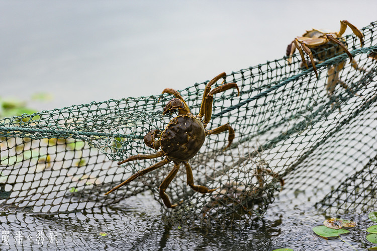 【相城美食验客】秋风起,阳澄湖上捕蟹去