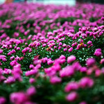 广兴芍药园