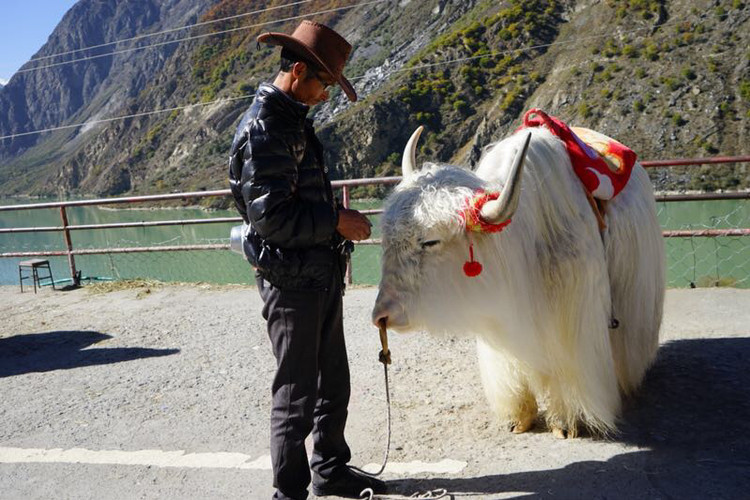 牧民细心的帮牦牛剪头上的杂毛