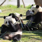 卧龙中华大熊猫苑神树坪基地