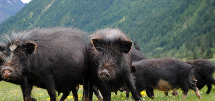 广东珠海农科奇观园