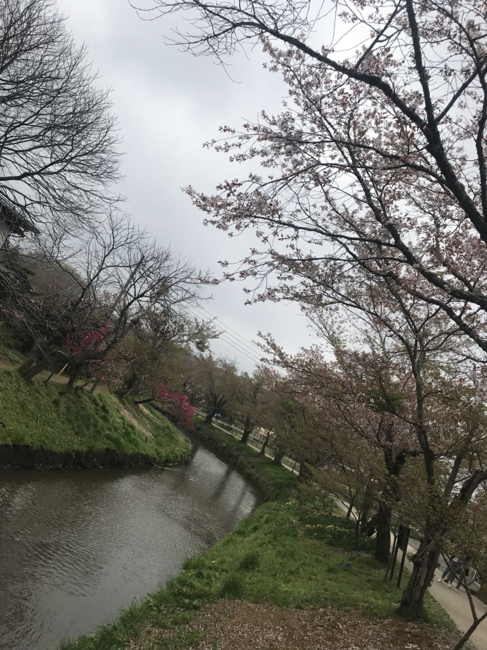 【春季赏樱 酒店接送】富士山+忍野八海+御殿