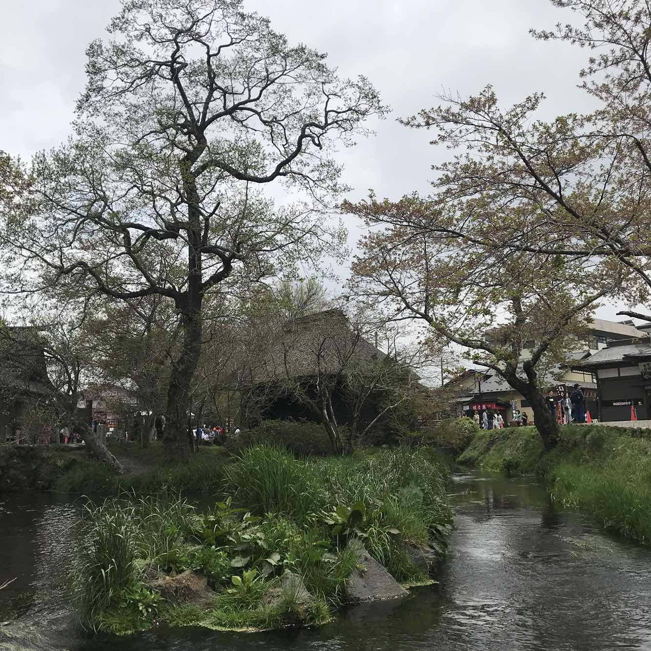 【春季赏樱 酒店接送】富士山+忍野八海+御殿