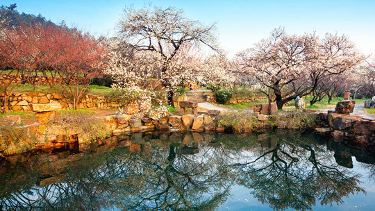 苏州光福景区(香雪海)门票预订_苏州光福景区