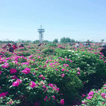 玫瑰小镇生态旅游观光园