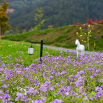 千岛湖进贤湾马术公园
