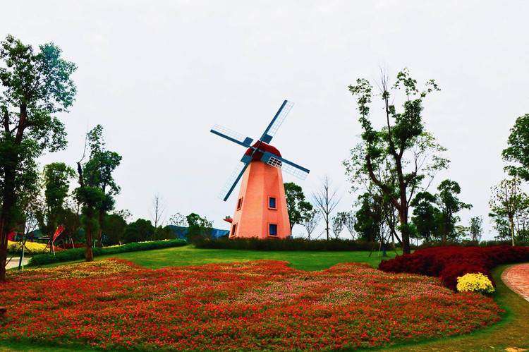荷兰花园的风车 花谷奇缘