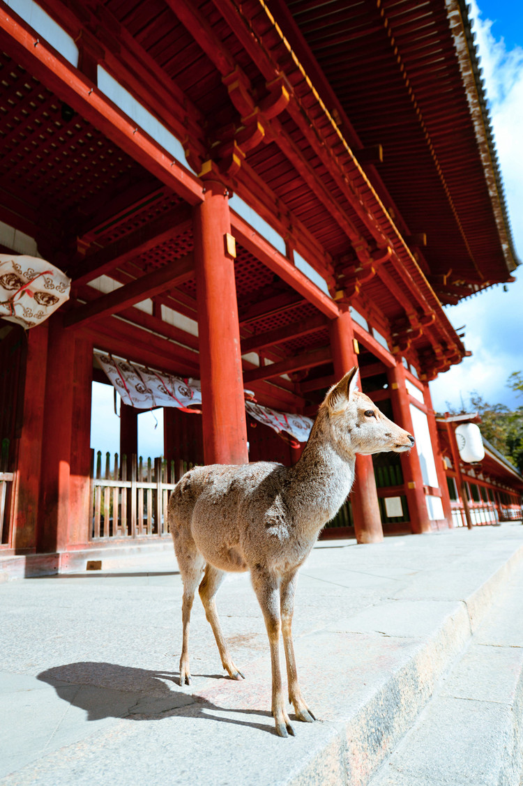 新春东瀛行 太阳雨纷纷 鹿的奈良 神鹿公园里的东大寺,又称为大华严寺