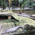 重庆鳄鱼中心