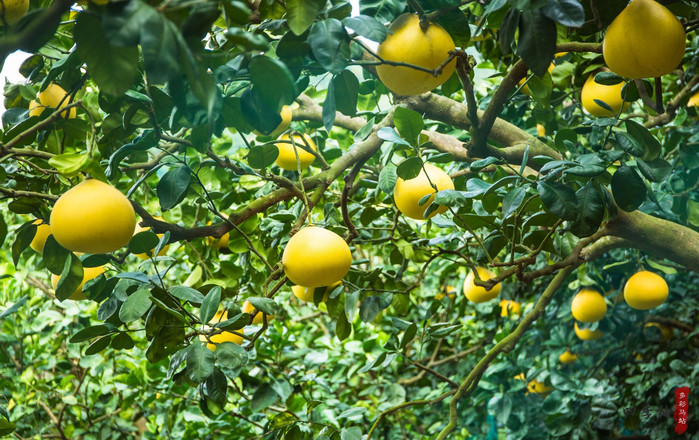 周末旅游去哪儿?苍南这个叫马站的小镇或许会给你惊喜