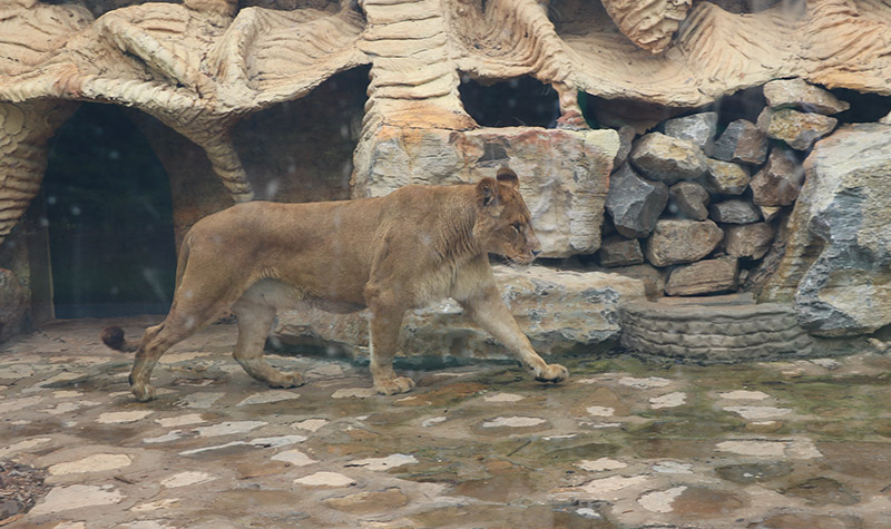 同程首页 景区门票 贵州景区门票 六盘水景区门票 > 盘州动物园门票及