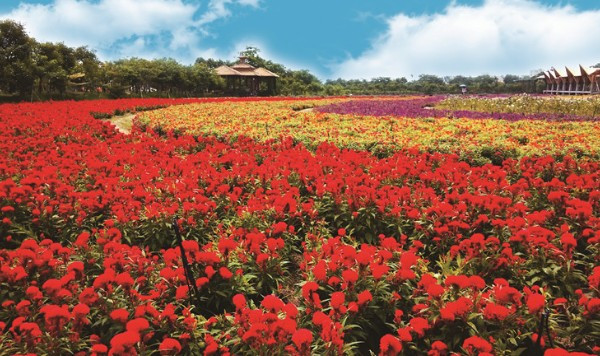 汕头丹樱生态园