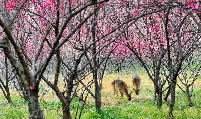 扬州市茱萸湾风景区（扬州动物园）