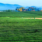 万亩茶园·茶园里梦想小镇