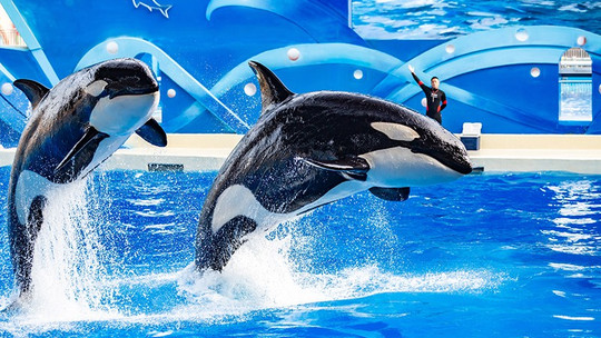 上海海昌海洋公园门票预订_上海海昌海洋公园