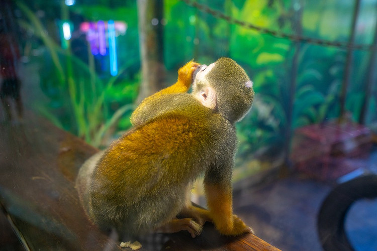 在三亚千古情中还有个小型的动物园,虽然动物园不大,但里边动物的种类