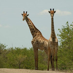 邯郸佛山野生动物园