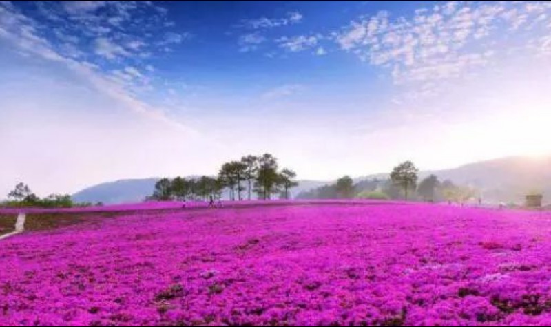 同程首页 景区门票 江苏景区门票 常州景区门票 > 龙潭花谷门票及相关