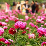 扬州芍药园
