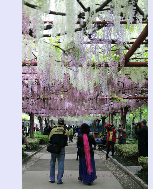 走进上海紫藤公园领略紫色浪漫紫藤花