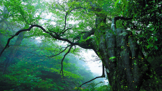 大熊山国家森林公园