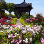 南汇桃花村