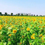 龙寿洋万亩田野公园