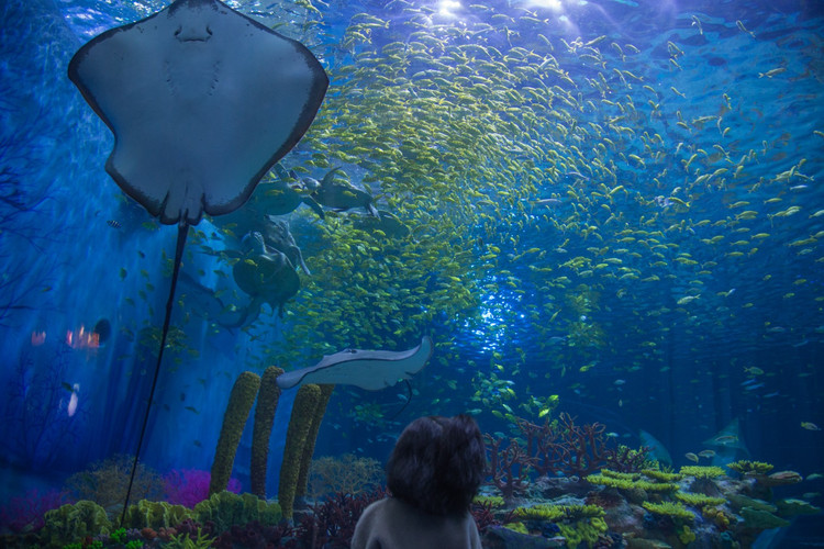 上海海昌海洋公园