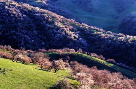 8天7晚·6人团【赏杏花】双杏花景区+喀纳斯+禾木+那拉提草原
