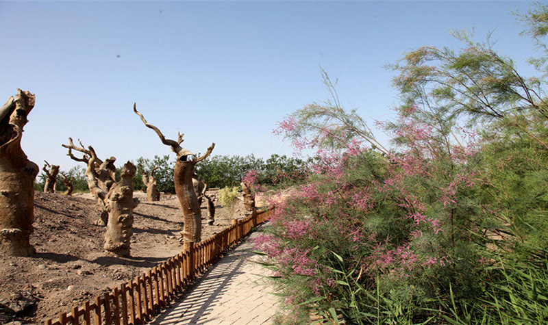 沙漠植物园