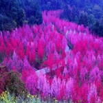 红泉桃花谷