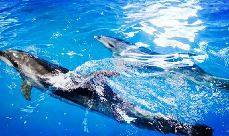 中赫海豚湾海洋公园