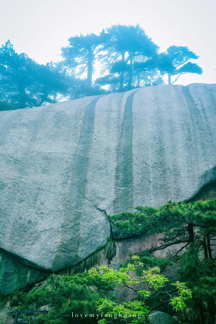 杜鹃花开天柱山,云端上的舞者