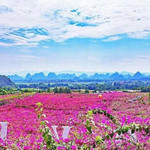 桂林花海