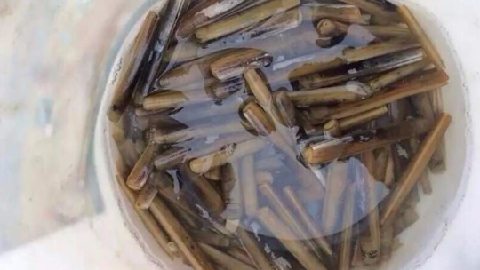 红树林天天赶海门票