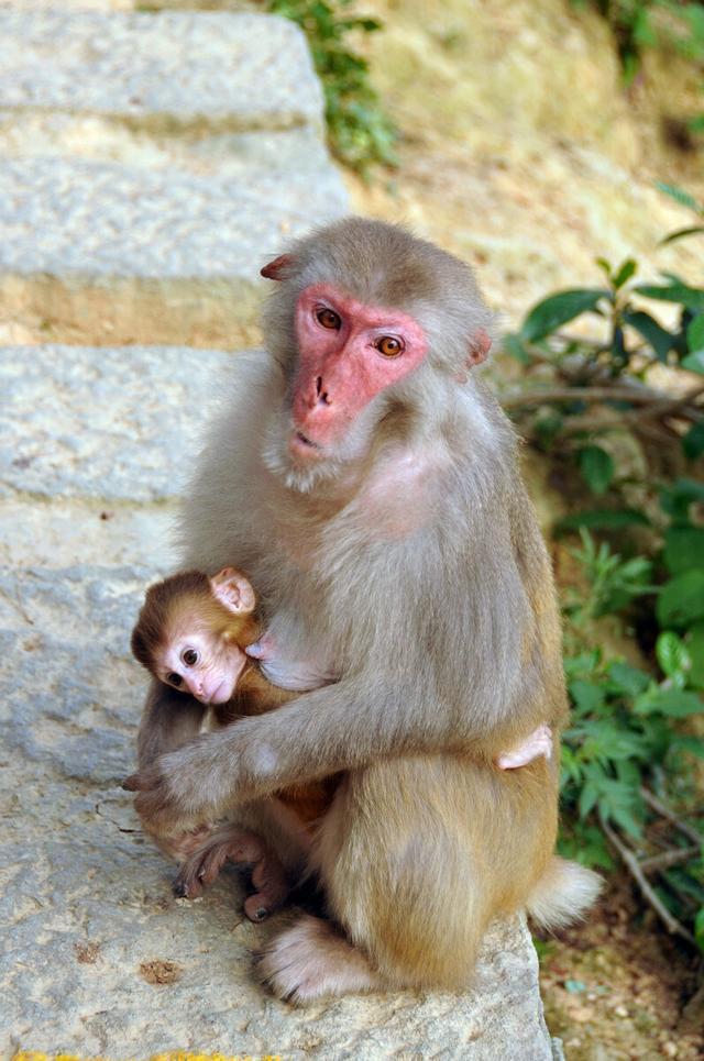 难忘那只倒立的猴坚强——我的千岛湖猴岛之旅