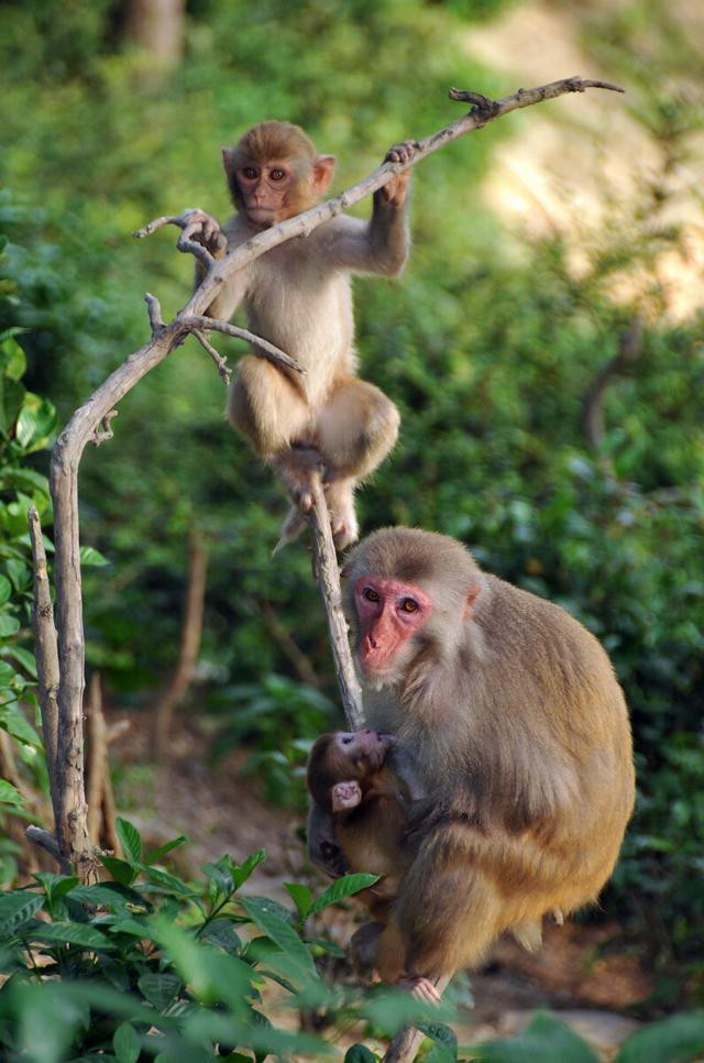 难忘那只倒立的猴坚强——我的千岛湖猴岛之旅