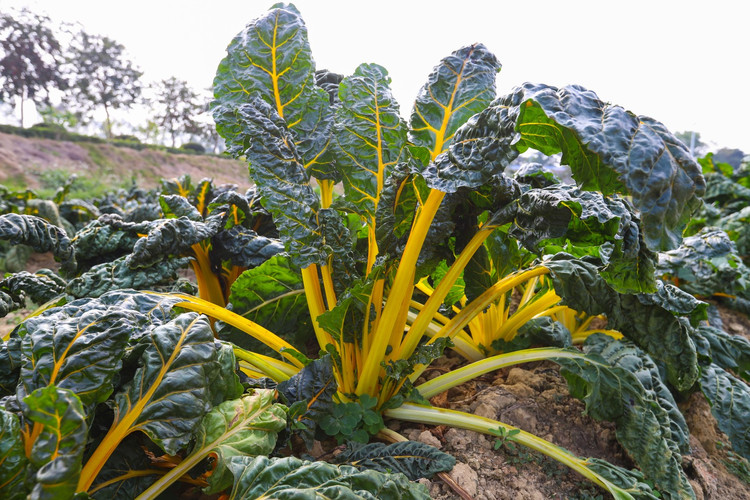 讲解这种农作物的特性,像这个观光性蔬菜金叶甜菜