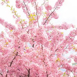 眉山樱花博览园